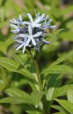 Amsonia tabernaemontana