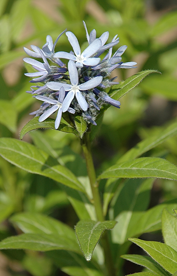 Image of Amsonia tabernaemontana specimen.