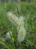 Carex rhynchophysa