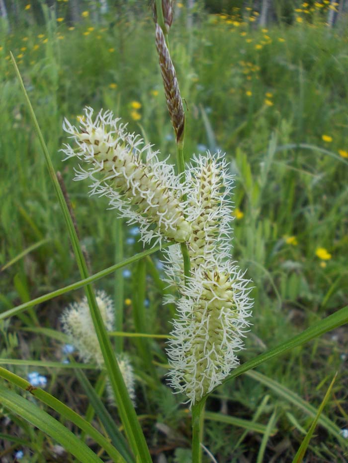 Изображение особи Carex rhynchophysa.