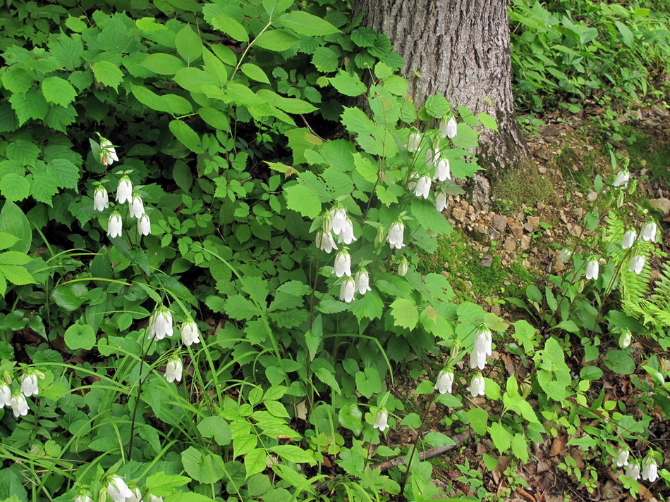 Изображение особи Campanula punctata.