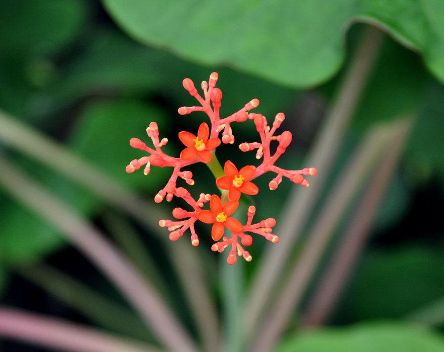 Image of Jatropha podagrica specimen.