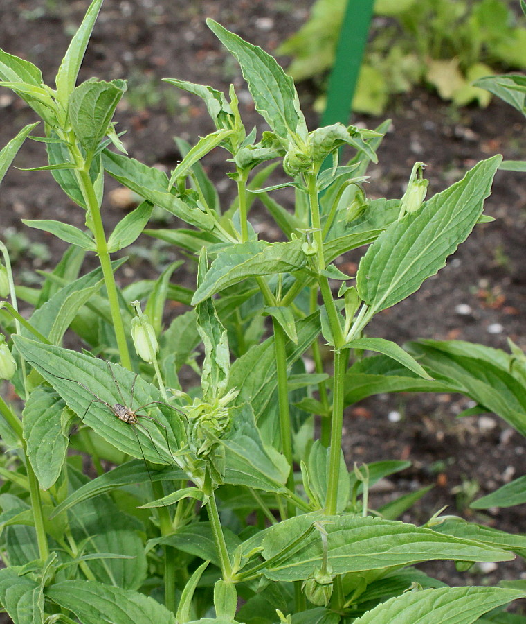 Image of Viola elatior specimen.