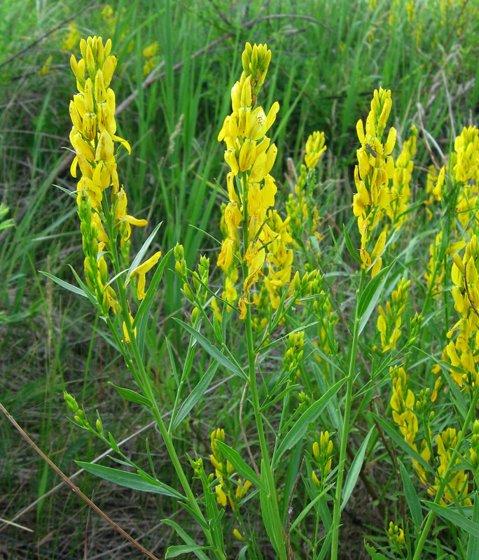 Изображение особи Genista tinctoria.