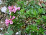 Rhododendron hirsutum. Цветущее растение. Словения, Триглавский национальный парк, окр. лыжного центра \"Вогель\", ок. 1500 м н.у.м. 25.07.2013.