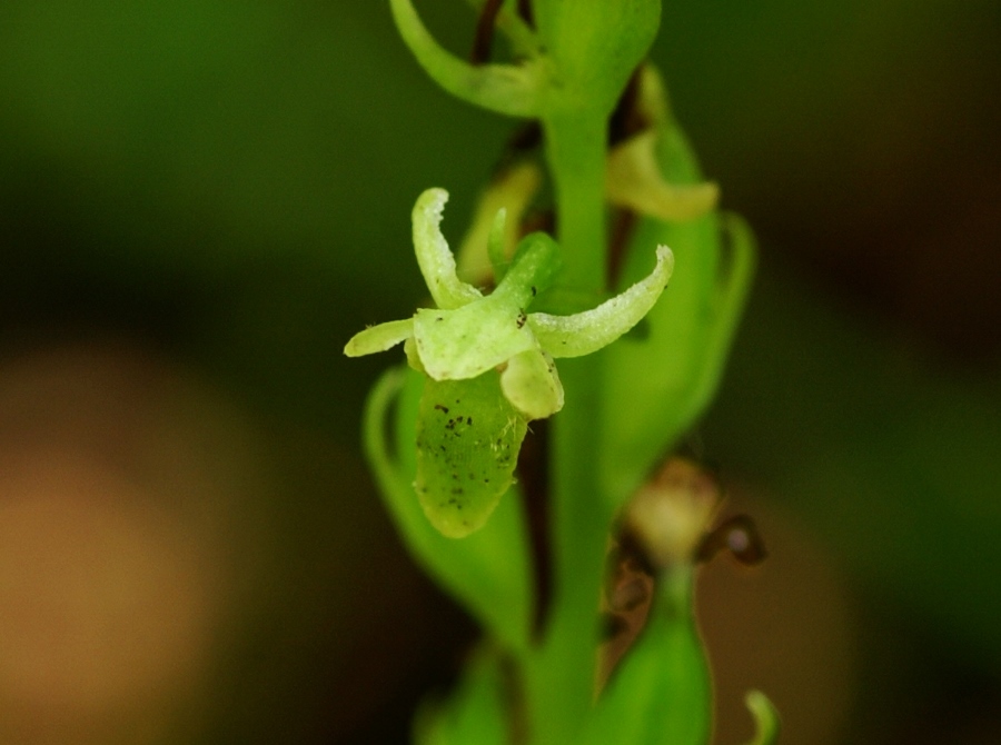 Image of Tulotis ussuriensis specimen.