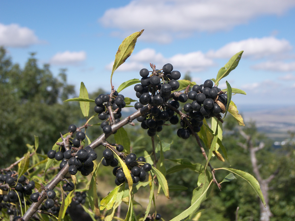 Image of Rhamnus spathulifolia specimen.