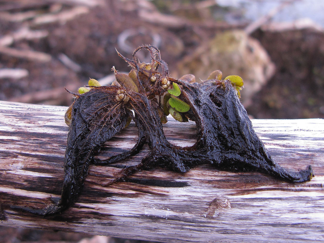 Image of Salvinia natans specimen.