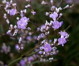 Limonium coriarium. Часть соцветия. Ростовская обл., Персиановские степи, верхняя часть склона правого коренного берега р. Грушевка, окр. станицы Красюковская, остепнённый луг. 12.08.2012.
