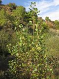 Populus nigra. Молодое дерево. Краснодарский край, Крымский р-н, окр. станицы Нижнебаканская, зарастающее травой и молодыми деревцами дно заброшенного мергелевого карьера. 13.09.2013.