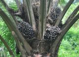 Elaeis guineensis