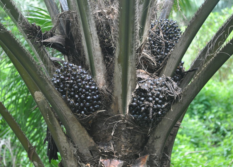 Image of Elaeis guineensis specimen.