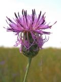 Centaurea apiculata. Соцветие. Крым, окр. Белогорска. 23 июня 2009 г.