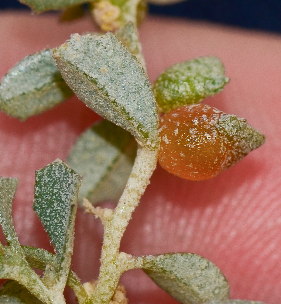 Image of Atriplex semibaccata specimen.