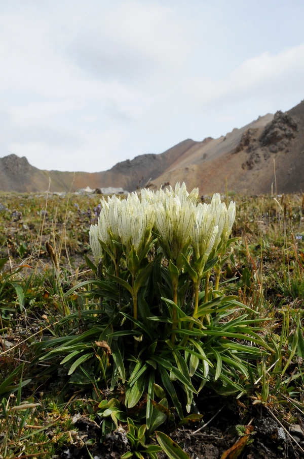 Изображение особи Gentiana algida.