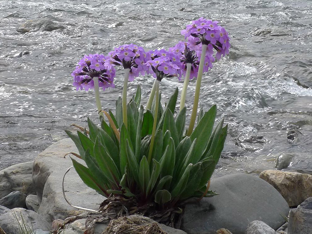 Изображение особи Primula macrophylla.