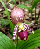 Cypripedium guttatum