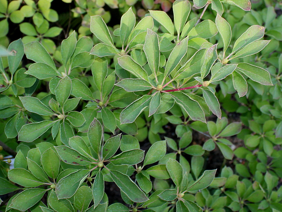 Image of Enkianthus campanulatus specimen.