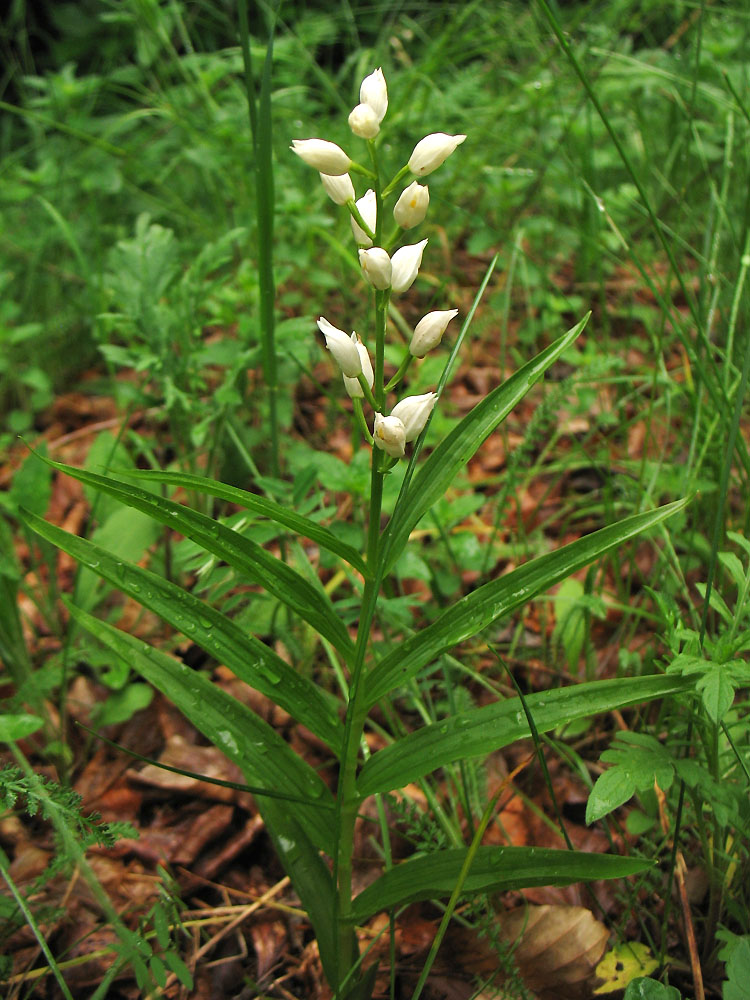 Image of Cephalanthera longifolia specimen.