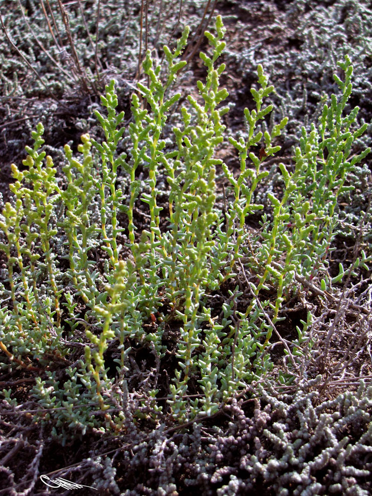 Image of Kalidium juniperinum specimen.