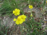 Helianthemum nummularium. Побеги с цветками. Пермский край, Кунгурский р-н, окр. с. Филипповка, северная часть Кунгурской лесостепи, гора Ледяная, южный склон. 14.06.2013.