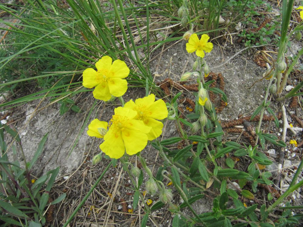 Изображение особи Helianthemum nummularium.