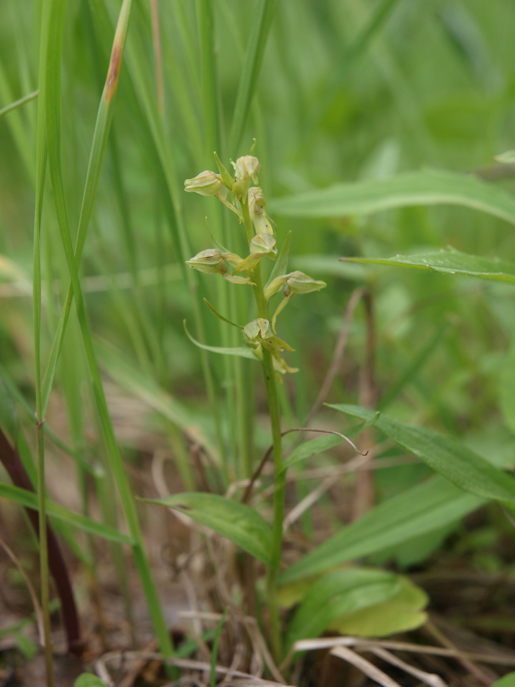 Image of Dactylorhiza viridis specimen.