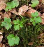 Ranunculus lanuginosus