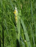 Iris halophila