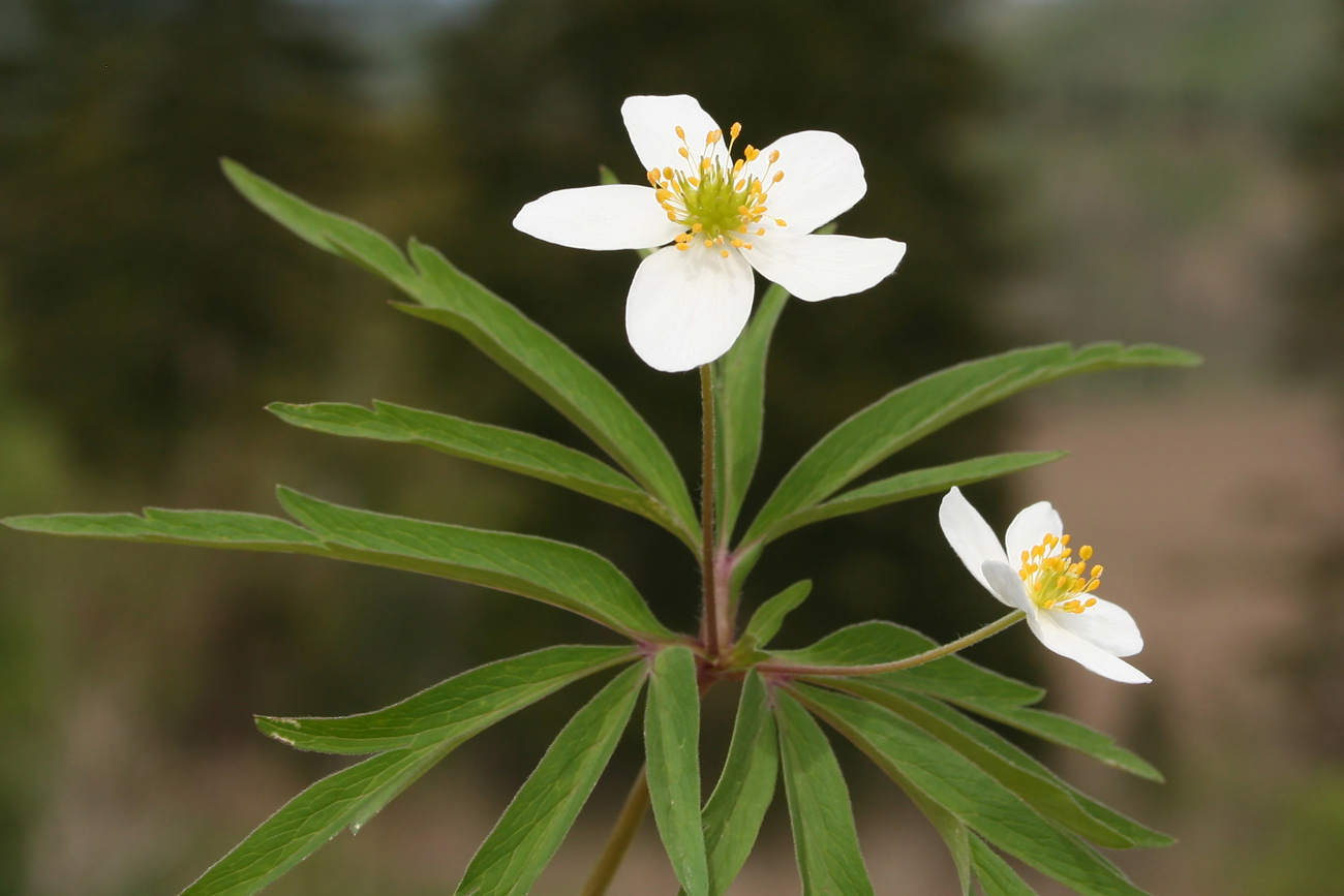 Изображение особи Anemone caerulea.