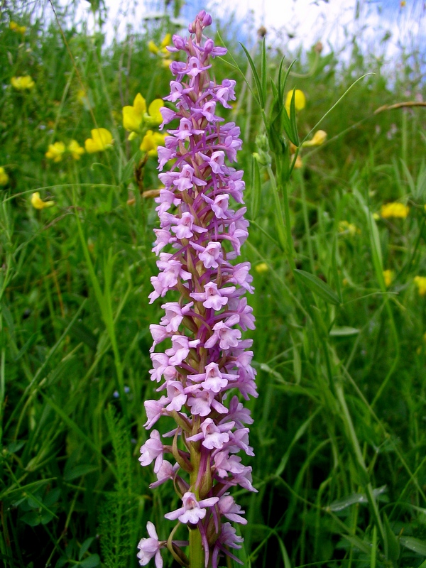 Image of Gymnadenia conopsea specimen.