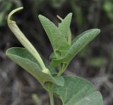 Aristolochia lutea