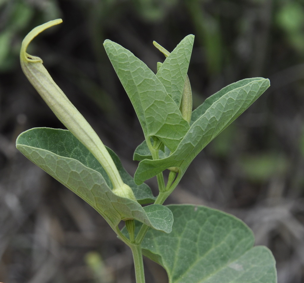 Image of Aristolochia lutea specimen.