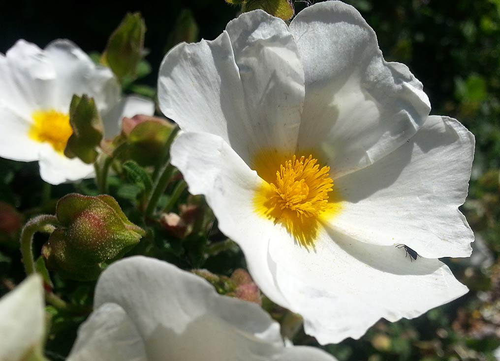 Image of Cistus salviifolius specimen.