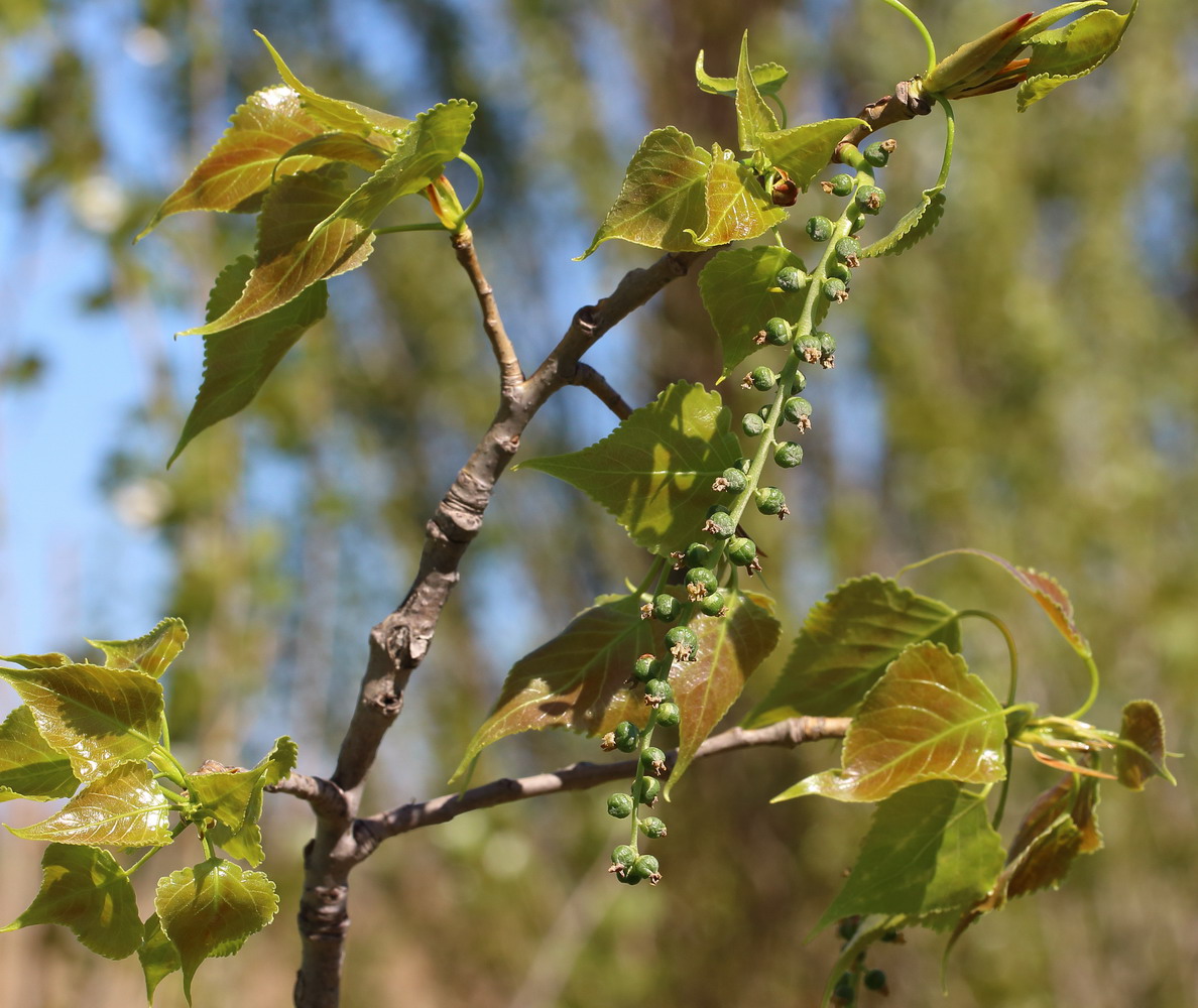 Image of Populus &times; canadensis specimen.