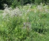 Valeriana dubia