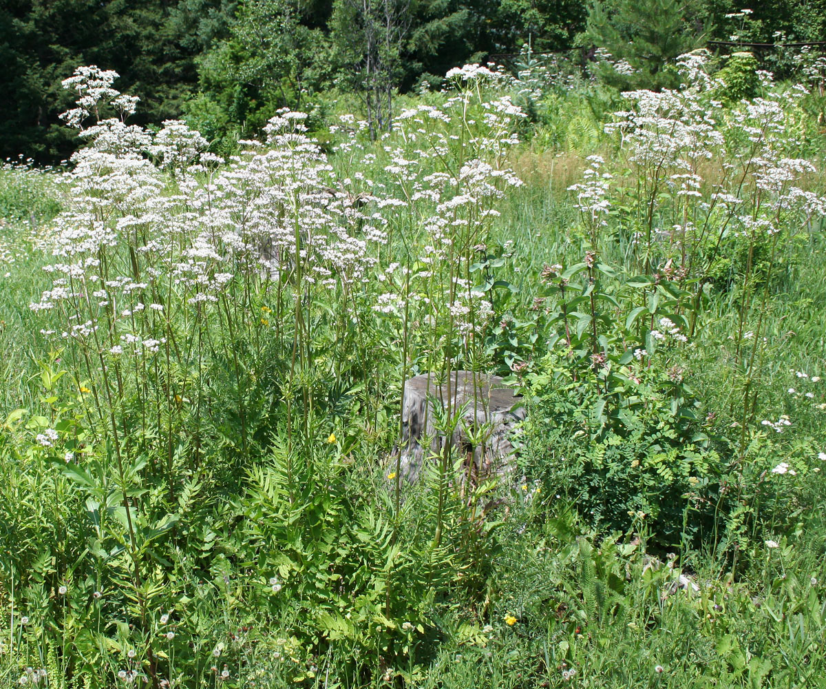 Image of Valeriana dubia specimen.