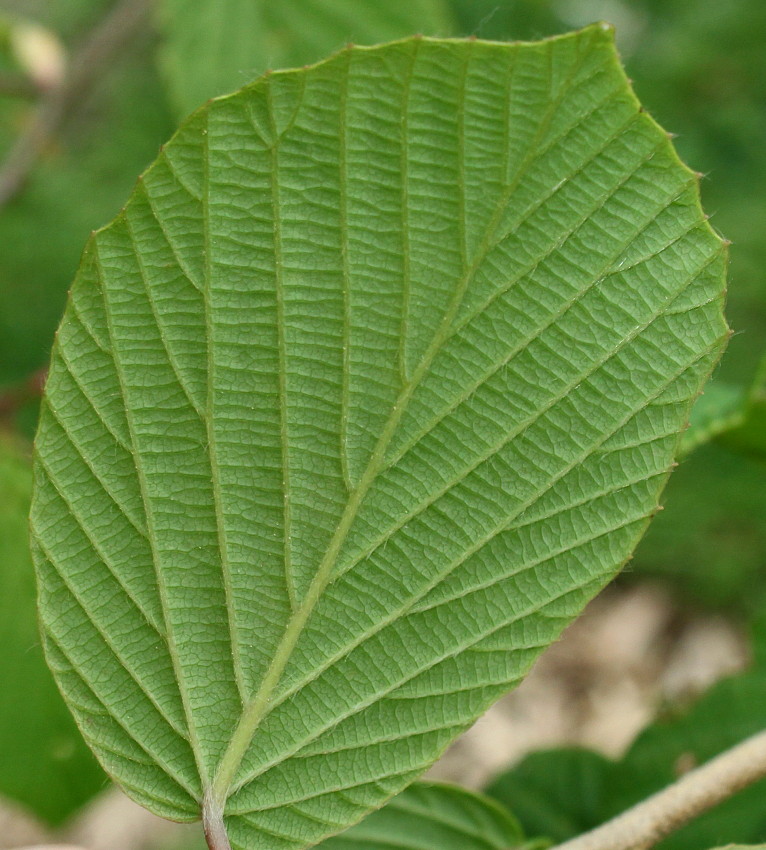 Image of Corylopsis glabrescens specimen.