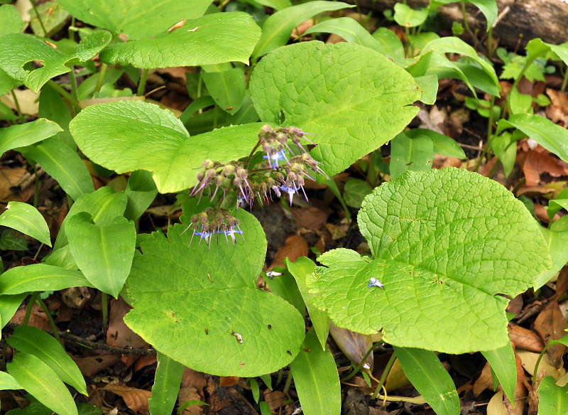 Image of Trachystemon orientalis specimen.