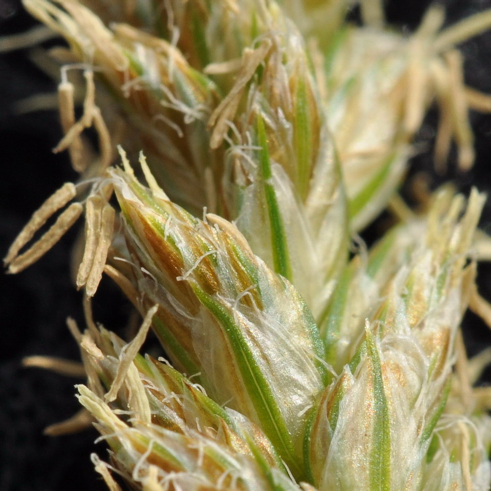 Image of genus Carex specimen.