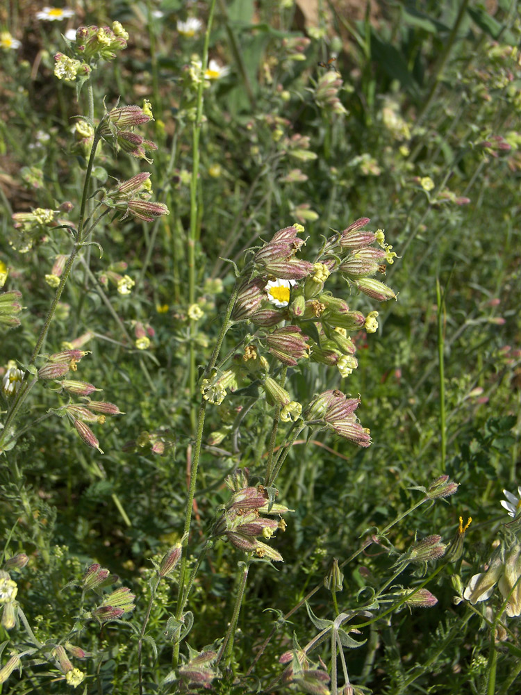 Изображение особи Silene spergulifolia.