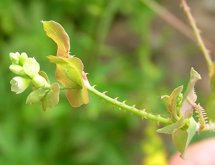 Изображение особи Chylocalyx perfoliatus.