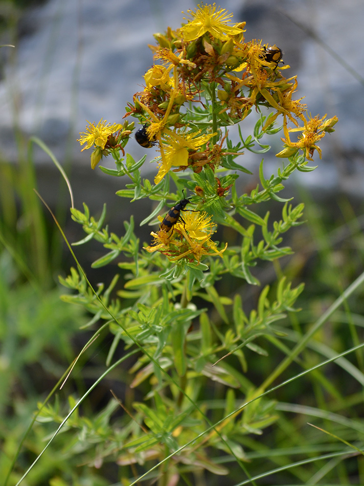 Image of Hypericum veronense specimen.