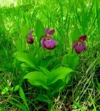 Cypripedium macranthos