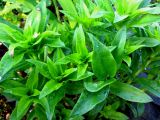 Dianthus barbatus