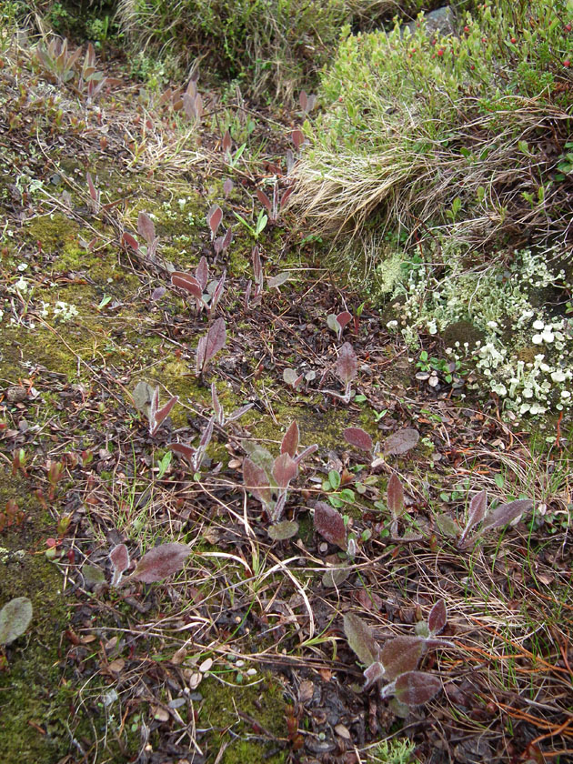 Image of genus Hieracium specimen.