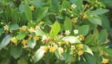 Pittosporum heterophyllum. Листья и цветки на верхушках побегов. Крым, Ялтинский горсовет, пос. Никита, Никитский ботанический сад, в культуре. 15 мая 2014 г.