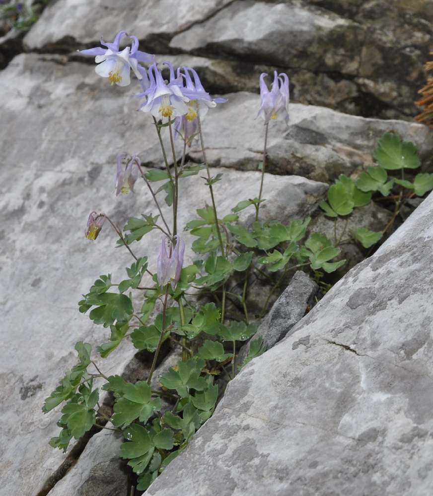 Изображение особи Aquilegia ottonis ssp. amaliae.