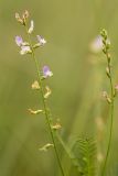 Image of taxon representative. Author is Илья Михеев