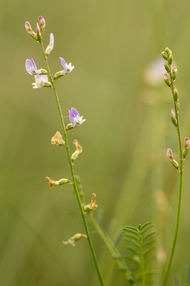 Image of Astragalus austriacus specimen.